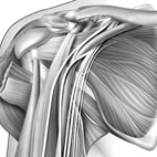 nerves and muscles of arm