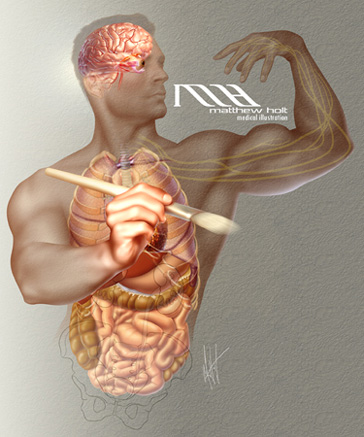 MATTHEW HOLT MEDICAL ILLUSTRATOR