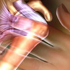 rotator cuff