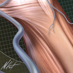 saphenous vein muscles of leg