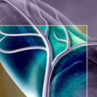 coronary artery bypass graft saphenous vein